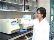 “Nuôi” hạt nano vàng